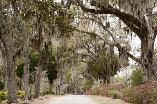 bonaventure-cemetery7