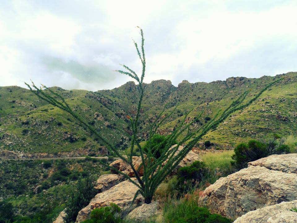 12006217_10201235300200336_6019963155294275660_n