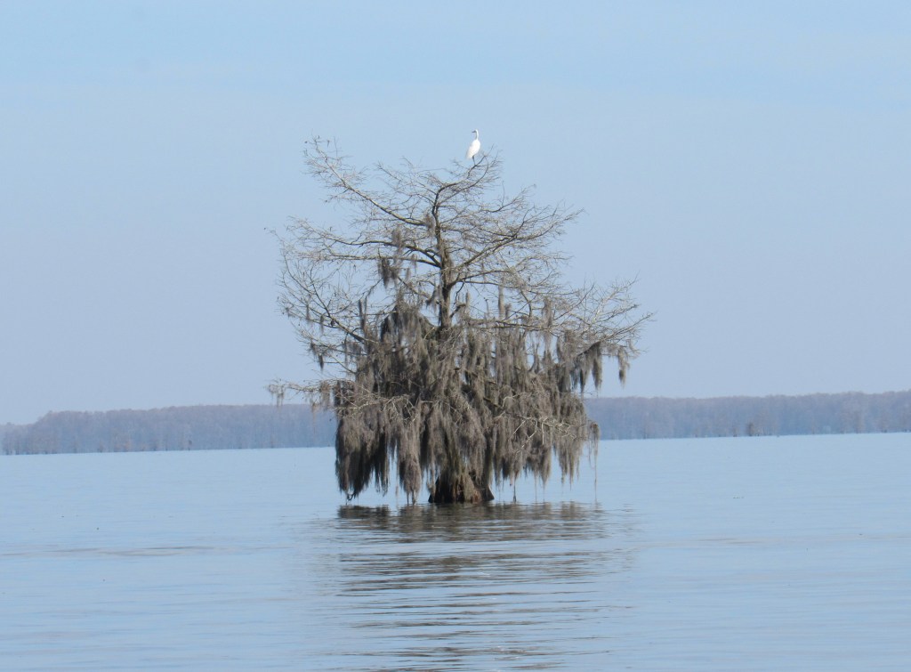Santee State Park: Camping on Lake&nbsp;Marion