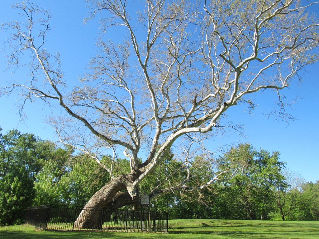 The Hollow Sycamore: The Pringle Brothers&nbsp;Story